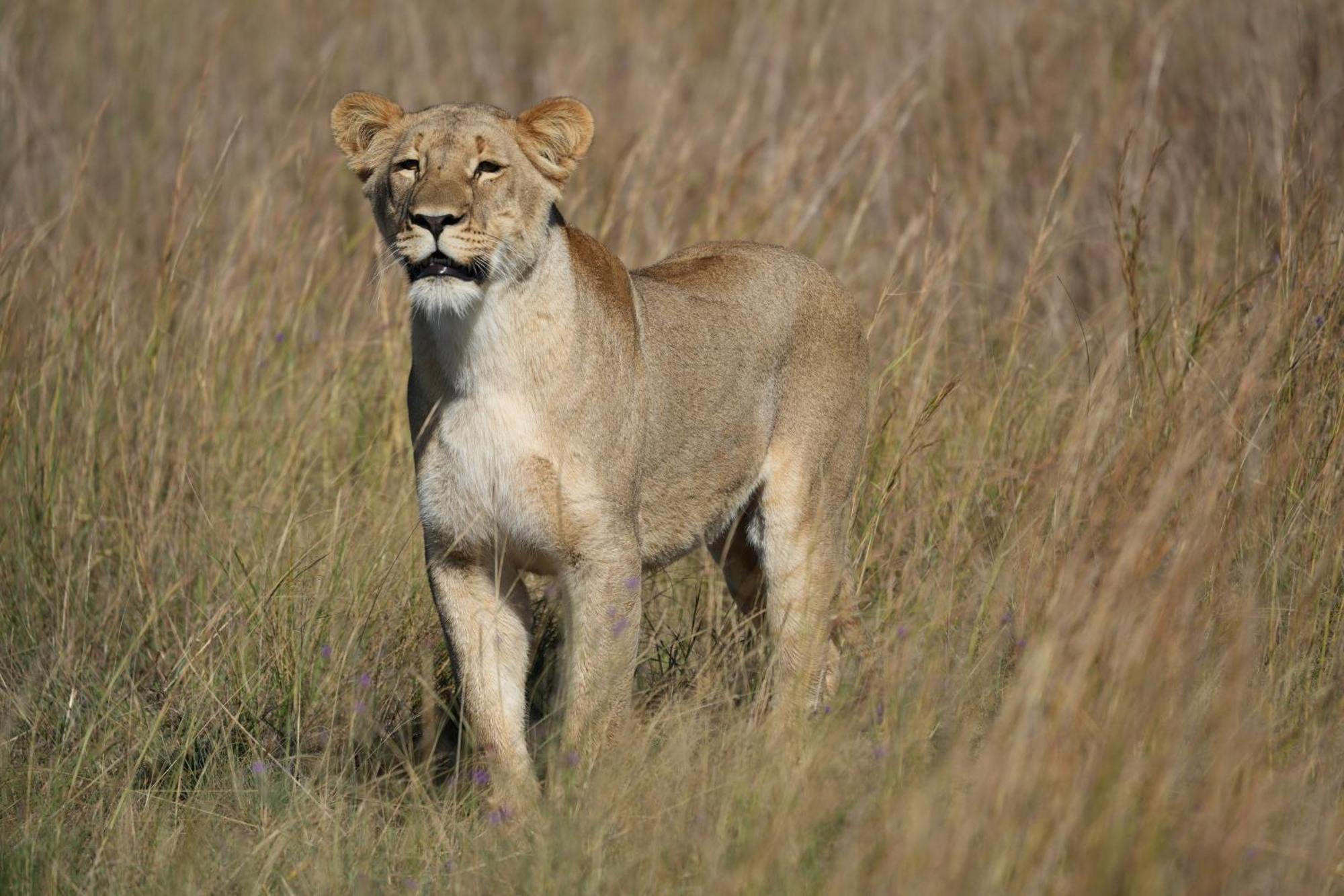 Shibula Solar Safari Big 5 Lodge Welgevonden Doğa Koruma Alanı Dış mekan fotoğraf