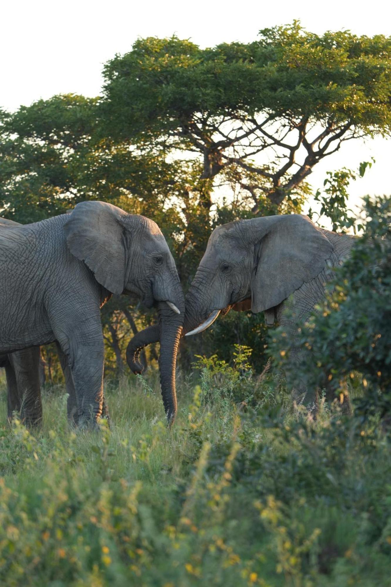 Shibula Solar Safari Big 5 Lodge Welgevonden Doğa Koruma Alanı Dış mekan fotoğraf