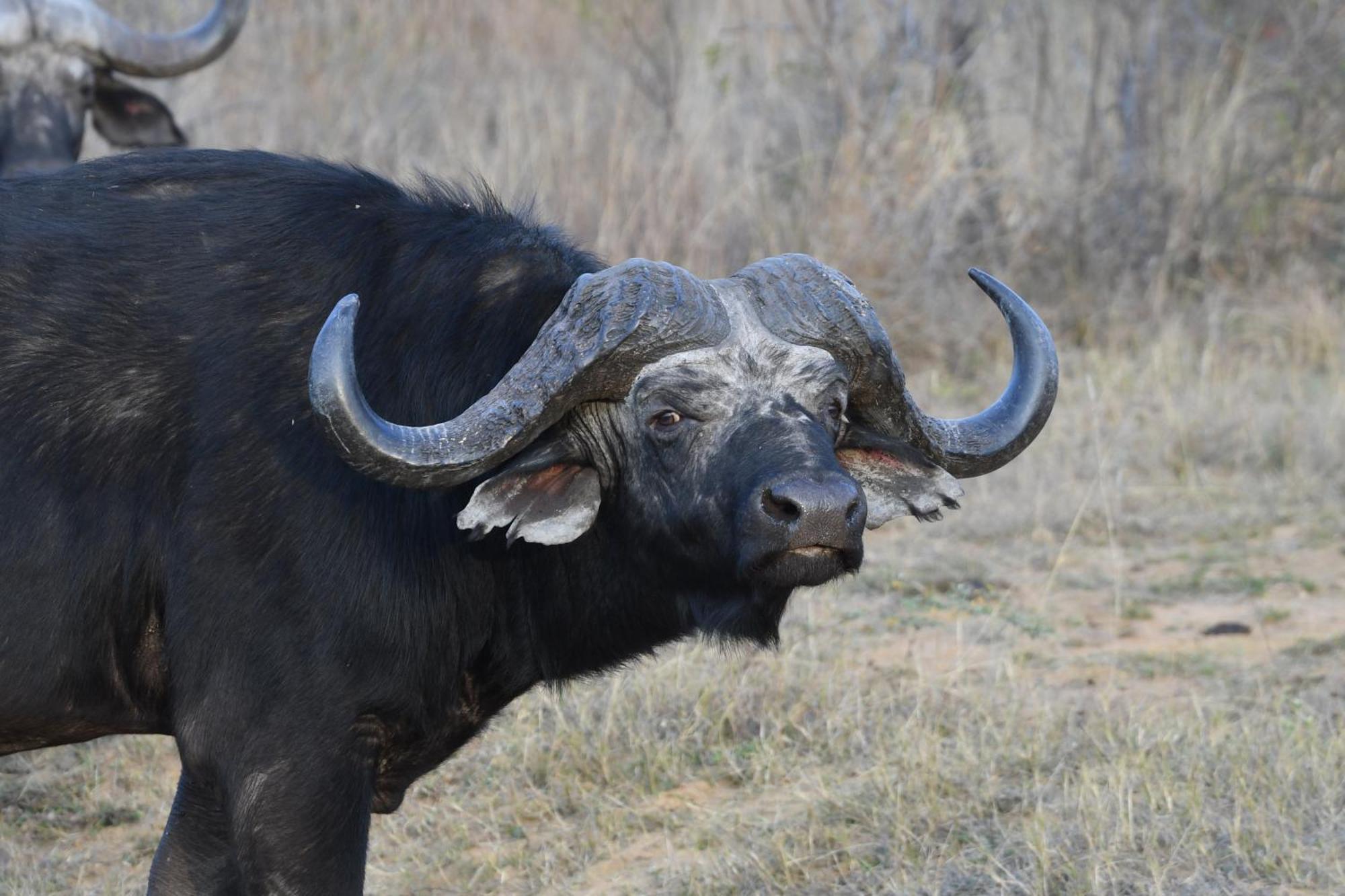 Shibula Solar Safari Big 5 Lodge Welgevonden Doğa Koruma Alanı Dış mekan fotoğraf