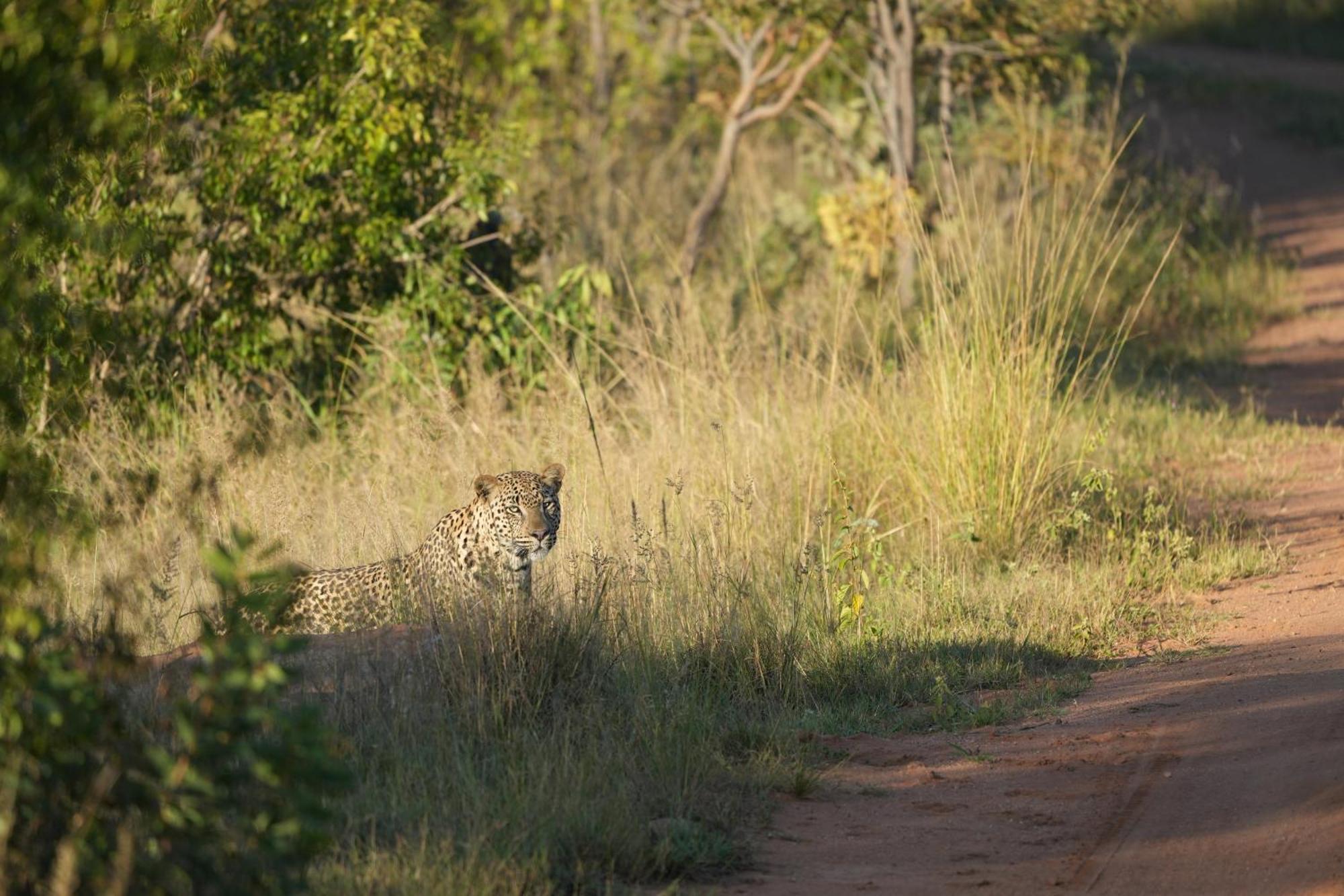 Shibula Solar Safari Big 5 Lodge Welgevonden Doğa Koruma Alanı Dış mekan fotoğraf