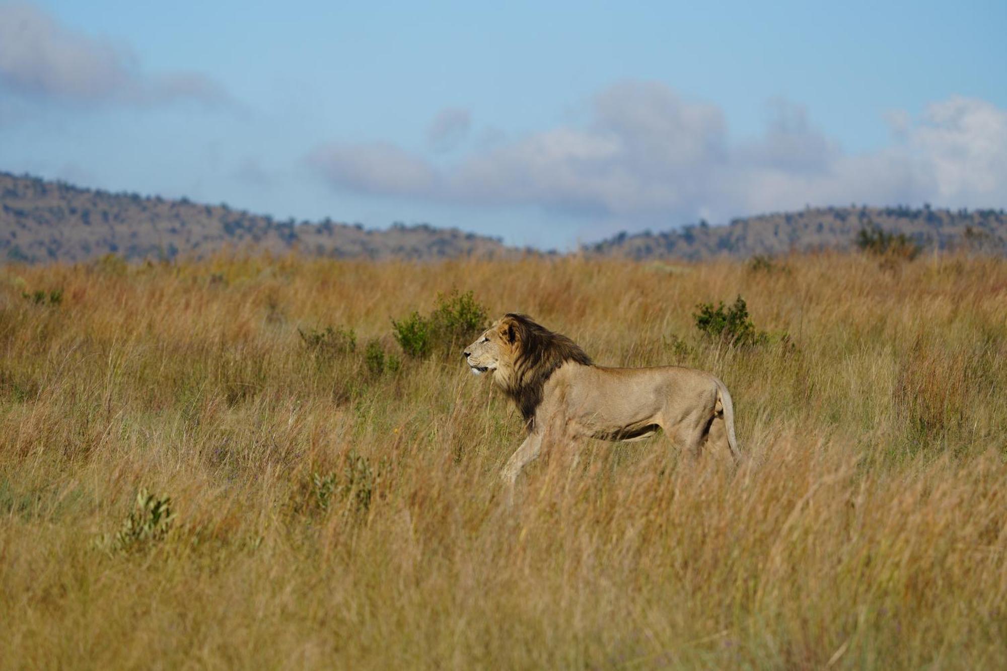 Shibula Solar Safari Big 5 Lodge Welgevonden Doğa Koruma Alanı Dış mekan fotoğraf