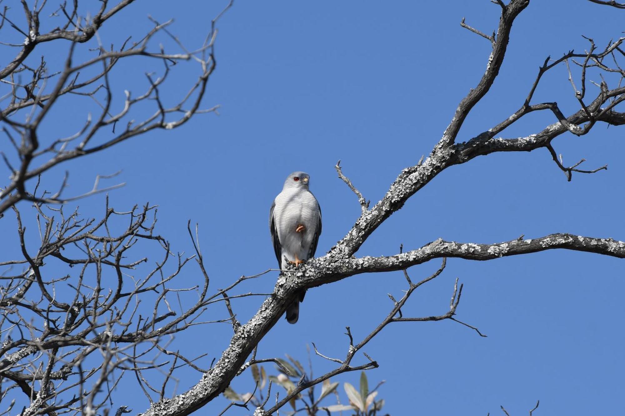 Shibula Solar Safari Big 5 Lodge Welgevonden Doğa Koruma Alanı Dış mekan fotoğraf